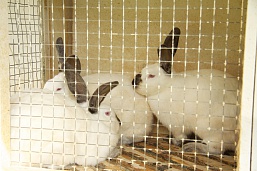 Занинские кролики